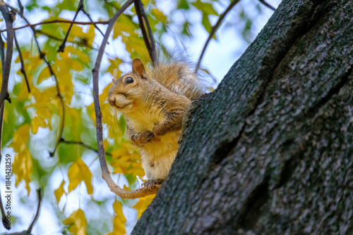 Autumn at Parco Sempione, Milan: a squirrel