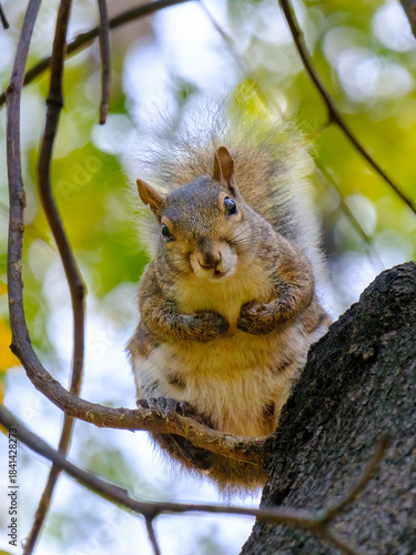 Autumn at Parco Sempione, Milan: a squirrel