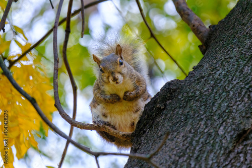 Autumn at Parco Sempione, Milan: a squirrel