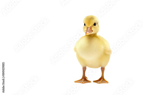 Cute little yellow duckling standing on white background