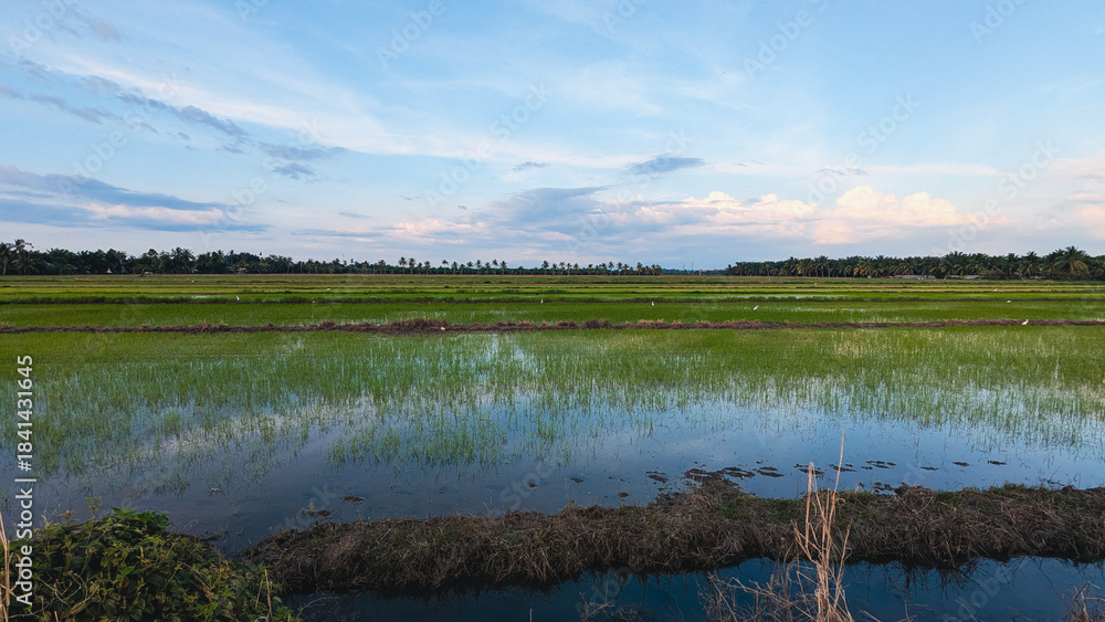 Fototapeta premium A green rice field with abundant water due to heavy rainfall, showing young crops growing under a cloudy sky, with palm trees lining the horizon.