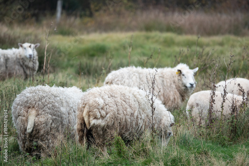 Wollig weiche weiße Schafe grasen in einer kleinen Herde auf einer grünen Weide