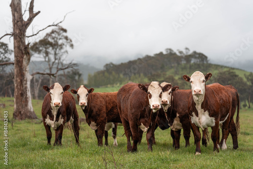 Wallpaper Mural beautiful cattle in Australia  eating grass, grazing on pasture. Herd of cows free range beef being regenerative raised on an agricultural farm. Sustainable farming Torontodigital.ca