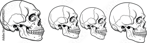 Human skull, evolution, anatomy, side view, cranial structure, hominid, development, bone, anthropology, comparison, science, study, flat vector illustration