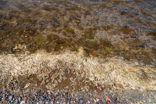 Brown seaweed accumulated along shoreline on beach, emitting unpleasant smell and starting to rot under warm sun