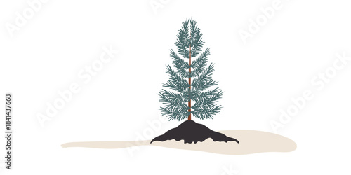 young fir tree planted in soil illustration
