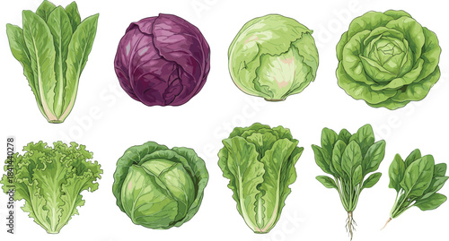 Fresh leafy vegetables collection, romaine lettuce, red cabbage, butterhead, spinach, curly leaf, green cabbage, healthy organic salad ingredients, isolated