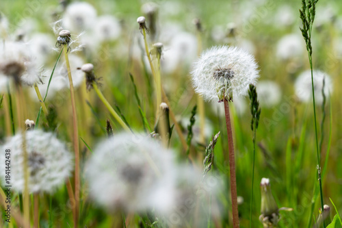 Close-up of white fluffy dandelions growing on meadow during warm spring day, capturing delicate texture and soft natural light