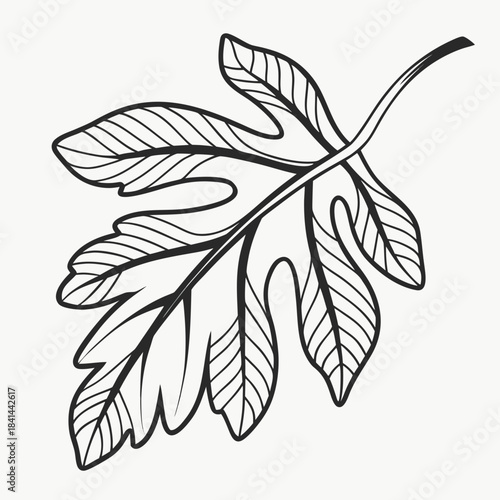 Stylized black and white fig leaf illustration