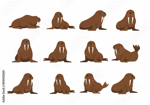 A diverse collection of flat design walrus illustrations in various poses, showcasing their iconic tusks and brown bodies against a clean white background.