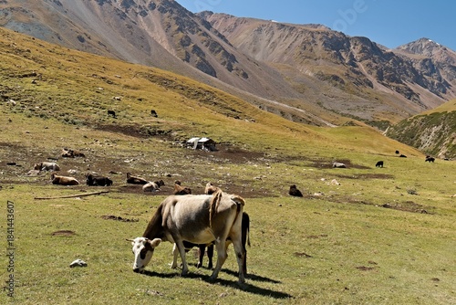 Grazing cows in the Barskoon valley in the Terskey Ala Too mountain system. Tian Shan mountains. Kyrgyzstan. Asia.
