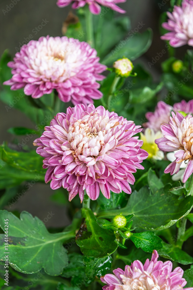 Obraz premium 幾重にも重なる花びらが美しいピンクと紫の菊の花