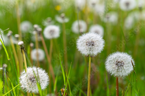 Close-up of white fluffy dandelions growing on meadow during warm spring day, capturing delicate texture and soft natural light