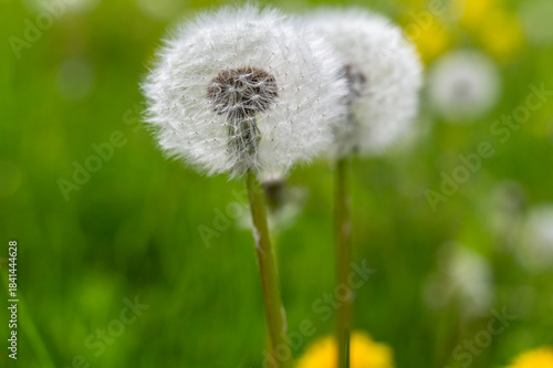 Close-up of white fluffy dandelions growing on meadow during warm spring day, capturing delicate texture and soft natural light