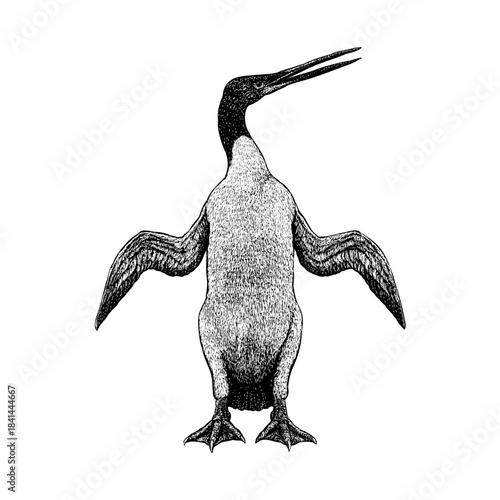 Waimanu, an ancient, flightless seabird considered one of the earliest known penguins. Shown in a detailed vintage engraving style, the bird features elongated wings adapted for swimming.
