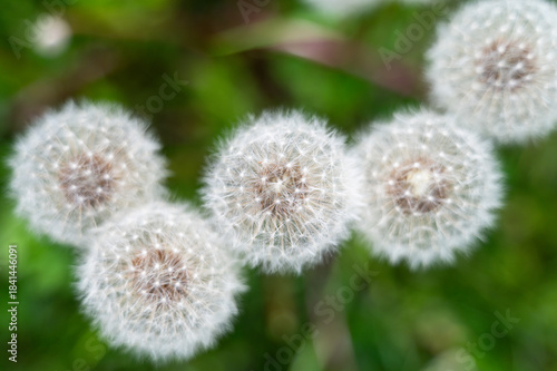 Close-up of white fluffy dandelions growing on meadow during warm spring day, capturing delicate texture and soft natural light