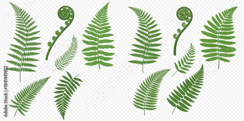 Collection of green fern leaves and fronds, botanical elements for natural design.