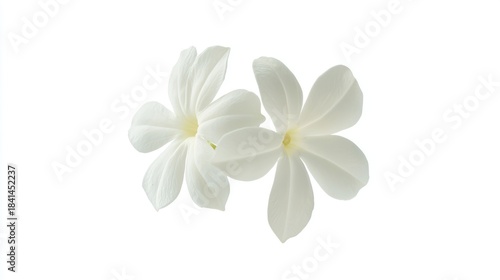 Beautiful Jasmine White Flower Isolated on a Clean White Background