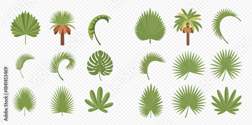 Collection of various tropical palm leaves and trees on a transparent background, vector illustration.