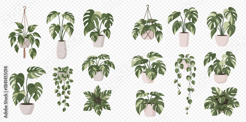 Collection of various potted house plants including monstera and hanging plants on transparent background.