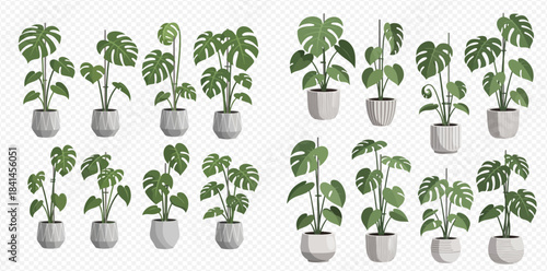 Collection of various monstera deliciosa house plants in white pots, different sizes and shapes.