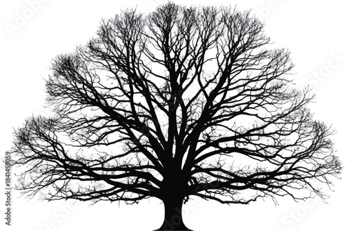 Leafless Tree Nature Silhouette Vector Illustration