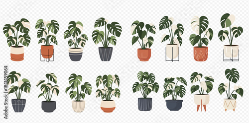 Collection of various potted monstera plants with green leaves and decorative planters, houseplant set.