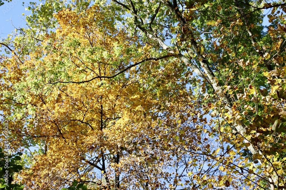Fototapeta premium A view of the colorful fall trees in the forest.