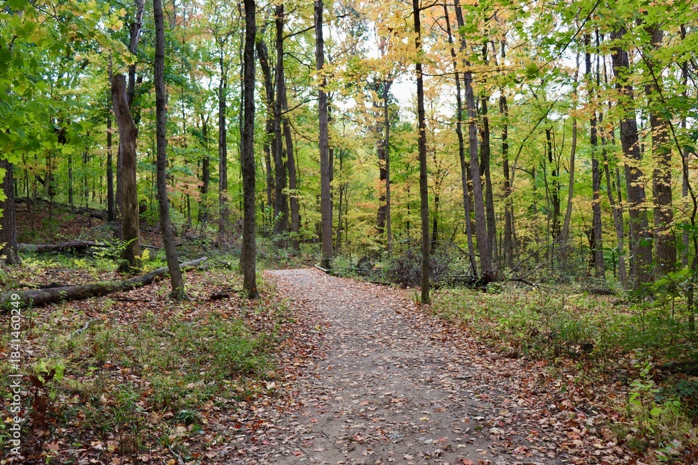 Fototapeta premium The hike though the autumn forest.