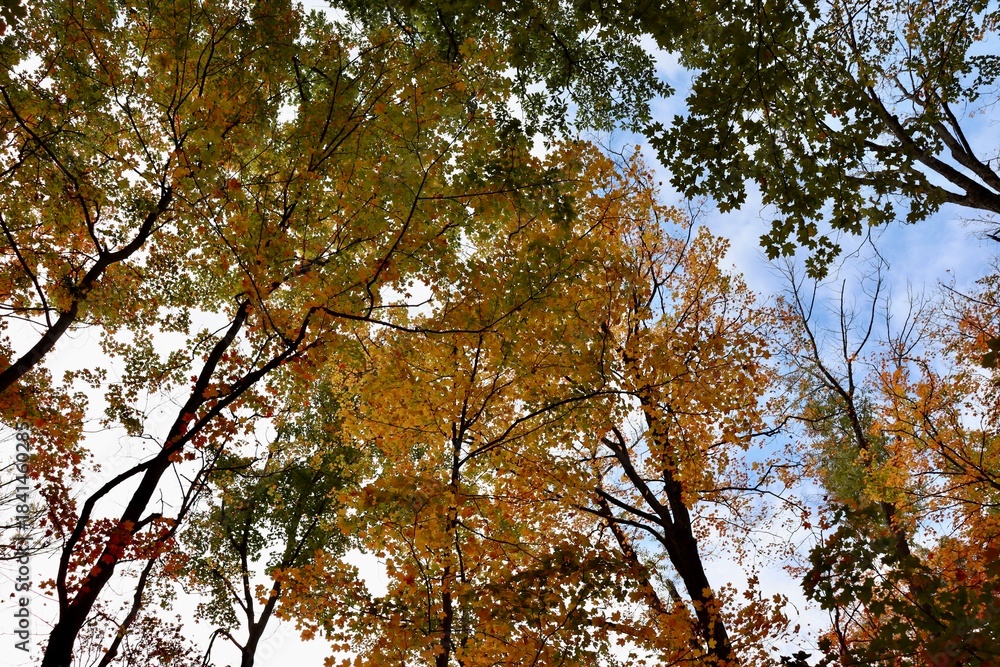 Obraz premium The tall autumn trees in the forest.