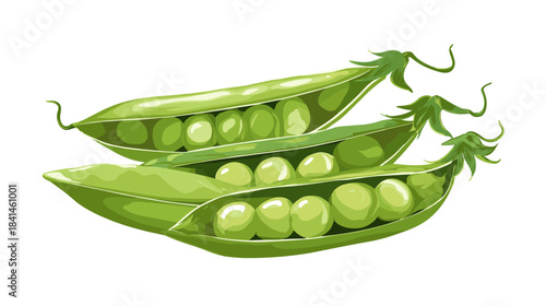 Vector illustration of green peas in the shell isolated on a white background
