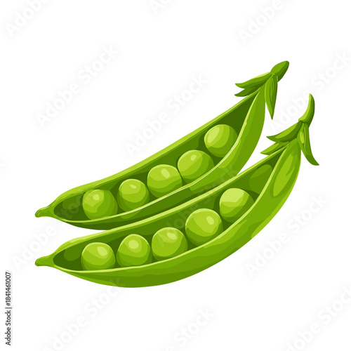 Vector illustration of green peas in the shell isolated on a white background