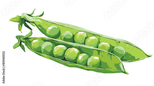 Vector illustration of green peas in the shell isolated on a white background