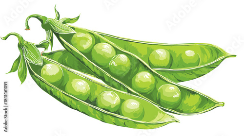 Vector illustration of green peas in the shell isolated on a white background