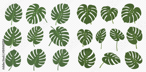 Collection of tropical Monstera deliciosa plant leaves in various shapes and angles, perfect for botanical designs.