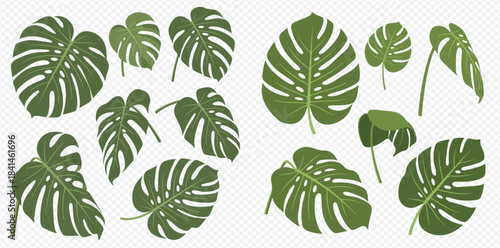 Set of tropical monstera leaves in various shapes and sizes, perfect for design elements.