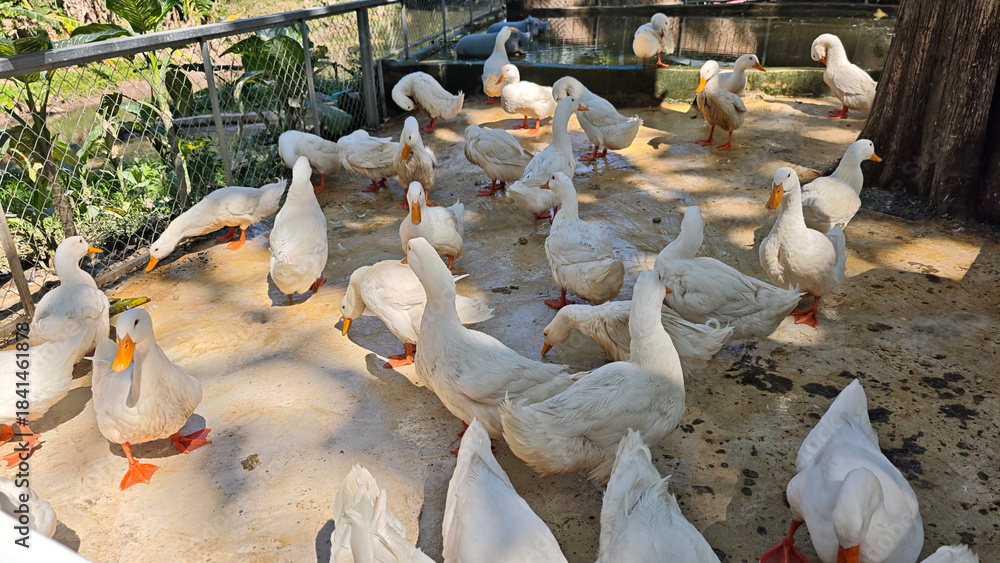 Fotografie White ducks raised in a coop.