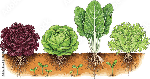 Leafy vegetables growing in soil, root system illustration, plant growth stages, organic farming, agriculture education, garden seedlings, botanical cross-section