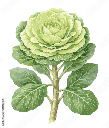 Ornamental cabbage plant, botanical illustration, green leafy rosette, garden design element, landscaping foliage, decorative vegetable, nature art, horticulture beauty