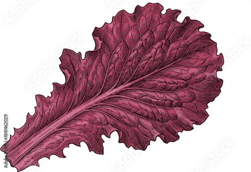 Red leaf lettuce artwork, botanical vegetable sketch, realistic salad leaf, organic food illustration, healthy produce drawing, farm fresh concept