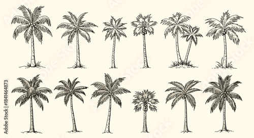 Row of hand drawn palm trees forms a vintage botanical scene sketched in ink on a pale cream background with graceful fronds and slender trunks.