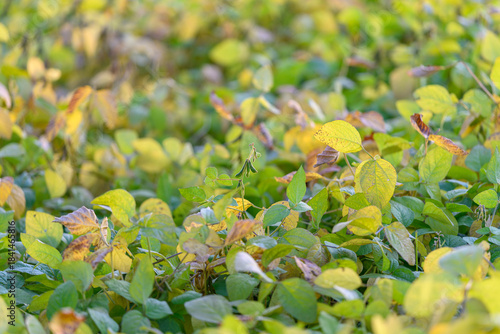 Billede på lærred Soybean leaves turning yellow with age, mottled pigmentation and early senescenc