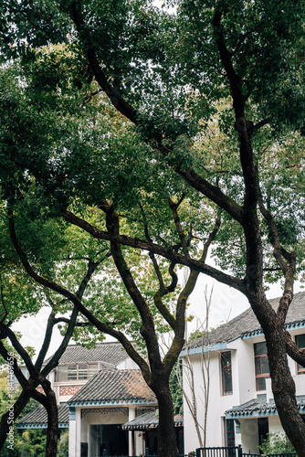 Traditional Chinese houses street with trees in Suzhou, China