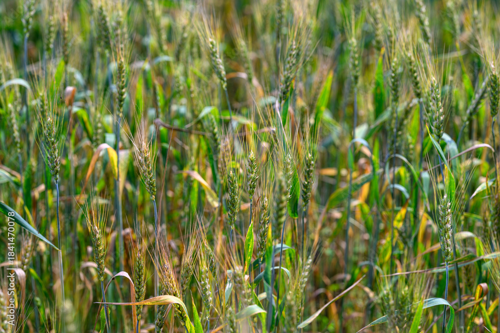 Obraz premium A Lush Green Grain Field that is Fully Prepared and Ready for the Upcoming Harvest Season