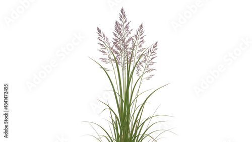 Fresh organic rosemary sprigs isolated on a white background