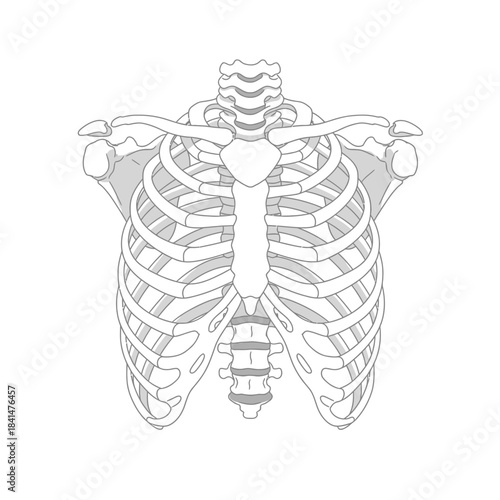 Anatomy of the human rib cage, a detailed skeletal structure showing the chest bones and vertebrae.