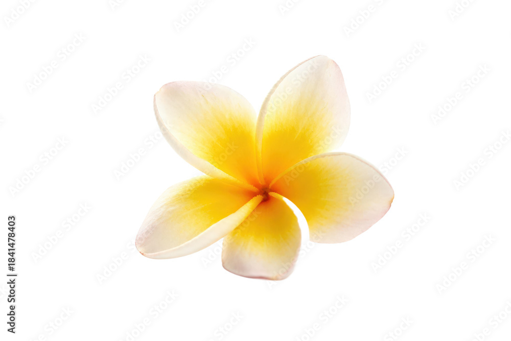 Naklejka premium A close-up view of a beautiful plumeria flower with yellow and white petals