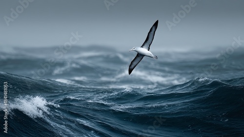 Royal albatross gliding over ocean waves in a minimalist style  