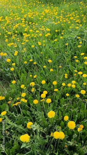 dandelion blossom in green grass. dandelion in the wind on a spring day. bees above dandelion flowers. bees collect pollen. field of dandelions