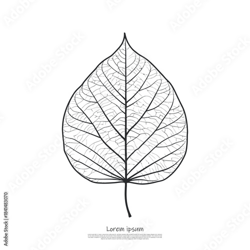 Hyper detailed intricate line drawing of a leaf showing incredibly dense vein patterns on a pristine white surface